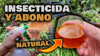 PLANTAS SANAS y sin PLAGAS Insecticida Casero y Abono GRATIS MUY FÁCIL  Fertilizante Natural [upl. by Attecnoc]