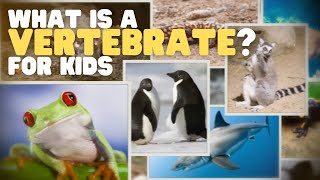 Animal Classification I VertebratesMammals fish birds amphibians and reptiles Kids Video [upl. by Ttegirb42]