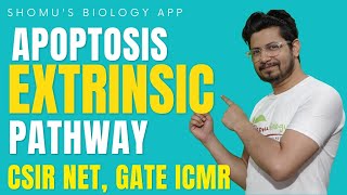 Extrinsic pathway of apoptosis  Mechanism of apoptosis  Apoptosis lecture 3  fas ligand pathway [upl. by Enyaw]