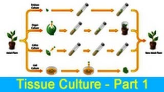 Biology Learn about Tissue Culture  Part 1 [upl. by Sacksen723]