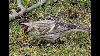 Mealy Redpoll  Grote Barmsijs  Will Schep [upl. by Elbys]