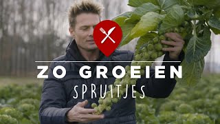 Hoe groeien spruitjes [upl. by Durarte]