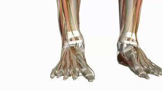 Muscles of the Foot Part 1  3D Anatomy Tutorial [upl. by Ayvid]