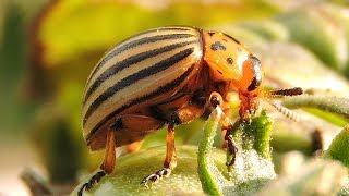 Stonka ziemniaczana na pomidorach koktajlowych  Colorado potato beetle on cherry tomatoes [upl. by Imerej]