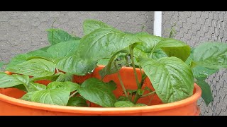 Growing Callaloo in Containers [upl. by Eeraj]