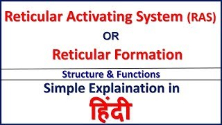 Reticular Activating System RASReticular Formation Structure amp Function in Hindi Bhushan Science [upl. by Yrogerg708]