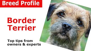 Border Terrier Dog Breed Guide [upl. by Amie]