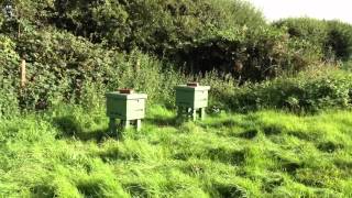 My bees day after thymol treatment [upl. by Annavoig592]