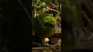 HILARIOUS Shagged by the Worlds Heaviest Parrot 😂🦜 shorts [upl. by Kcaj]