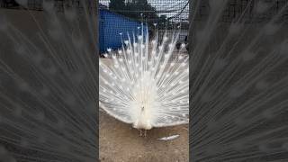 Peacock Bird Most different videos amp Mor Peacock dance pravinthakor peacock part224 [upl. by Imis]