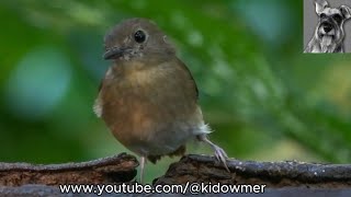 FULVOUSCHESTED JUNGLE FLYCATCHER Borneo [upl. by Ennael]