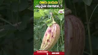 ఈ పండు అచ్చు చెఱకు లా ఉంటుంది  Candle Fruit Taste like Sugarcane  ABN Agri shorts [upl. by Clarhe]