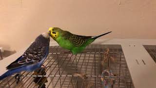 Kiwi and Pixel take turns talking to each other atop the cage 4K video 60 fps [upl. by Wenonah]