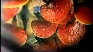 Ganoderma Lucidum En Espanol [upl. by Aihsened]