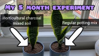 Does Horticultural Charcoal Accelerate Plant Growth A followup video of my experiment [upl. by Alcock885]