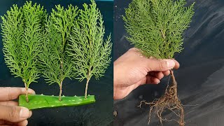 How to propagate ThujaJhau from cutting [upl. by Anirbas]