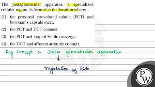 The juxtaglomerular apparatus a specialized cellular region is formed at the location where [upl. by Ahsenahs]