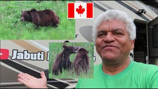 MUITO PERIGOSO URSA COM FILHOTES NA ESTRADA CANADENSE RUMO AO ALASKA E ACAMPAMOS NA FLORESTA [upl. by Assiluy]