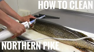 NORTHERN PIKE How to get 5 boneless fillets [upl. by Abehshtab]