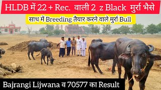 🌋HLDB में 22  Rec वाली 2 z Black मुर्रा भैसे व Breeding के लिए 2 Bull 70577 का Result [upl. by Coulson]