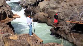 Klickitat River Washington State USA salmon 9814 [upl. by Assanav715]