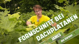 So schneidet man Dachplatanen im Sommer  James der Gärtner [upl. by Zebada609]