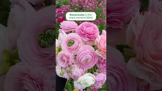 Have you ever tried growing ranunculus ranunculus flowergardening cutflowers gartenarbeit [upl. by Kcirddet]