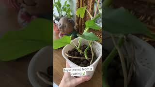 Propagating my rhaphidophora tetrasperma 🍃 [upl. by Norrag]