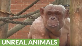 Fighting hairless chimpanzees cause tense scene at zoo [upl. by Evangeline283]