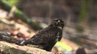 le festin de babette buteo buteo [upl. by Yael647]