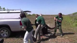 Video of recordbreaking Burmese python in Everglades National Park [upl. by Yank333]