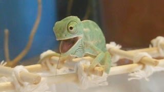 Cute baby chameleon eats for the first time Ch calyptratus Inferion7 [upl. by Mayes]