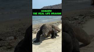 Komodo The Real Life Dragon shorts [upl. by Roede]