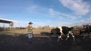 “Buster” registered cattlemaster cowdog [upl. by Nnainot106]