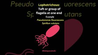 Arrangement of Bacterial Flagella  Monotrichous Amphitrichous Lophotrichous Peritrichous [upl. by Yole729]