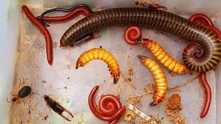 One Giant Millipede and Many Red Millipedes in the Wet Colony of the Building insects aminals [upl. by Stambaugh]