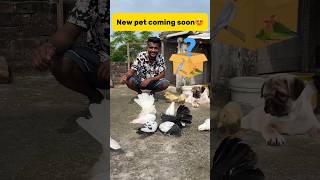 New pet coming soon😍 petlover minivlog pigeonvlogger birds petvlogger mystery petlover [upl. by Oninotna979]