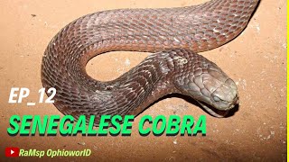 SENEGALESE COBRA Naja senegalensis COBRASERIES EP12 [upl. by Beverie520]