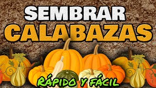 Cómo Sembrar Y Cultivar Calabaza o Zapallo ▶ RÁPIDO y Fácil [upl. by Oileduab]