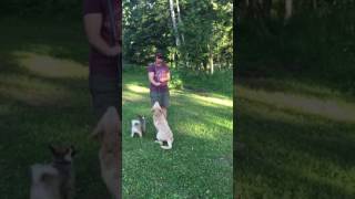 9 labradoodle puppy training [upl. by Rodney]