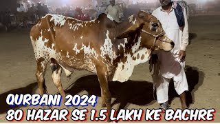 Cow Mandi Lahore ki update  Sahiwali cholisthani bachre I qurbani 2024l Shahpur kanjra Mandi [upl. by Nylsirhc804]