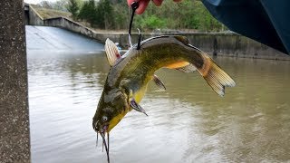 Using GIANT LIVE BAIT for Spillway MONSTERS Nonstop BIG Fish [upl. by Nessie710]