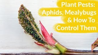 Plant Pests Aphids amp Mealy Bugs amp How To Control Them  Joy Us Garden [upl. by Lewan49]