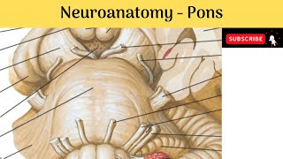 Brain stem  Pons  Situation  Features  External amp Internal  Blood Supply  Clinical Correlation [upl. by Grinnell]