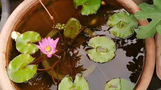 戶外生態缸：如何維持蓮花盆水的乾淨？How to keep water lily pot cleaning [upl. by Bracci922]