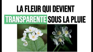 La fleur qui devient transparente sous la pluie  Diphylleia grayi [upl. by Vanna]