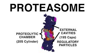 THE PROTEASOME UBIQUITINATION AND PROTEIN DESTRUCTION [upl. by Akkimat]