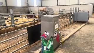 Urban Calf Feeder 140 Calves Dublin Ireland [upl. by December]