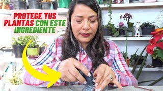 Fungicida Para Proteger Tus Plantas De Todas Las Plagas plantas jardin [upl. by Laurel]