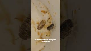 Armadillidium Vulgare mutation [upl. by Dorreg]